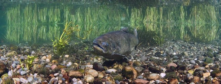 A female Chinook salmon stands guard on her redd at McAllister Springs in Lacey, Washington. © to USFWS – Pacific Region (credit to Roger Tabor), used under Attribution-NonCommercial 2.0 Generic.